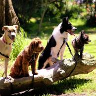 Alexandra Osterkorn | isnhund.de | social walk