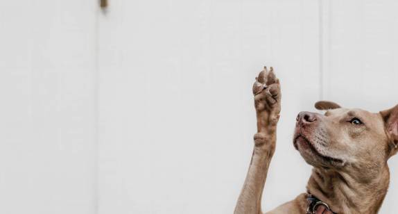 Is&#039;n Hund - Dein Hund, Hundetraining und Verhaltensberatung mit Alexandra Osterkorn