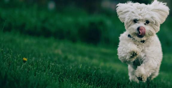 Is'n Hund - Dein Hund, Hundetraining und Verhaltensberatung mit Alexandra Osterkorn